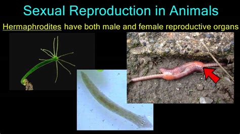 how are sexual reproduction similar to an animal